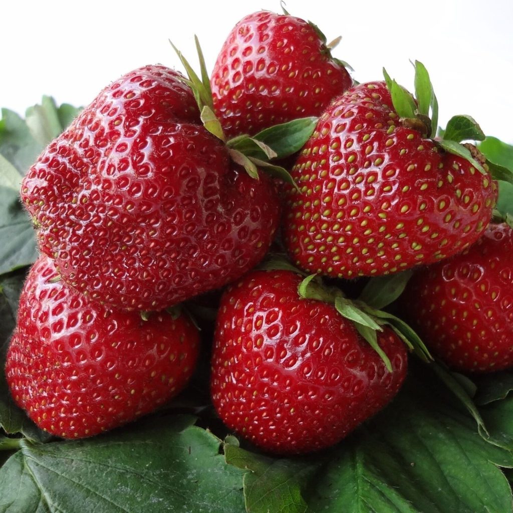 Rychlý jahodový koláč s citronovým tvarohem: jednoduchý recept