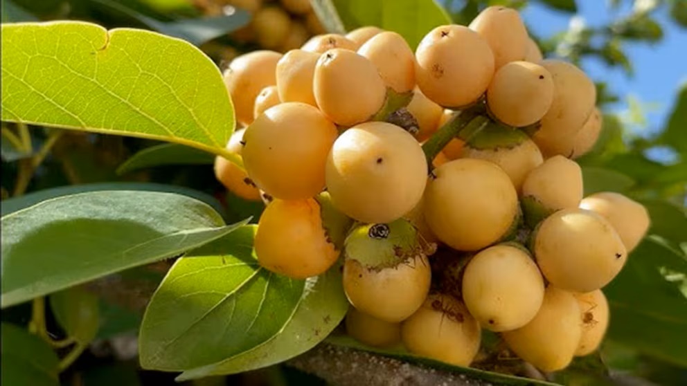 Toto ovoce je opravdovým pokladem, protože je bohaté na vitamín K, který je zdrojem železa a vlákniny.