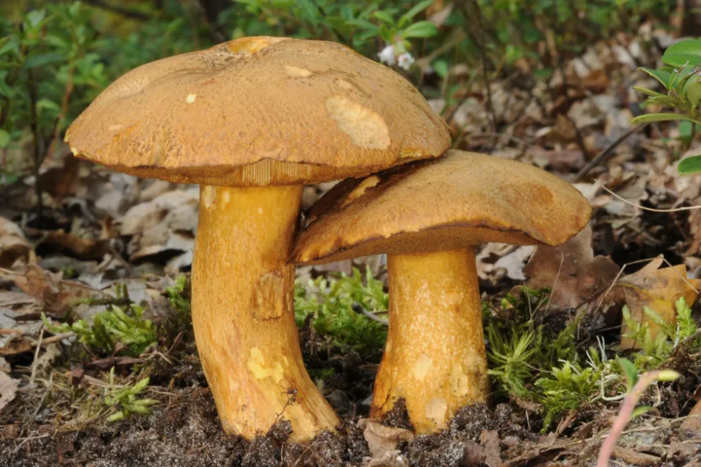 Tento houba se směšným názvem se objevuje již v červnu. Houbaři je obcházejí, ale jsou chutnější než bílé houby.