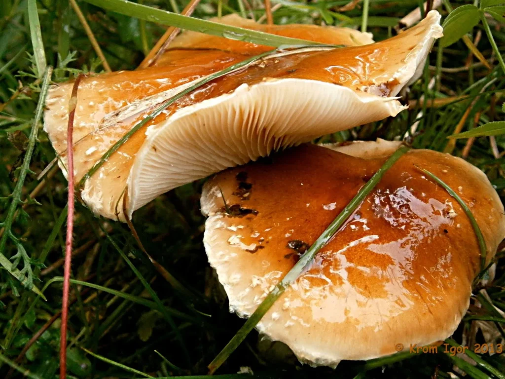 Tento houba se směšným názvem se objevuje již v červnu. Houbaři je obcházejí, ale jsou chutnější než bílé houby.