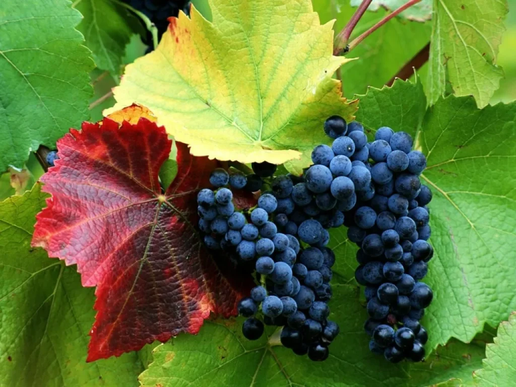 Zlato mládí: kolagenový nápoj s antioxidanty, ideální pro péči o pleť