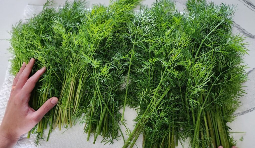 Dám kopr do sklenice a přidám 1 ingredienci. Zůstane čerstvý několik měsíců.