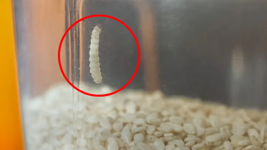 Jak se zbavit potravinové můry? Pomůže vám oblíbená rostlina