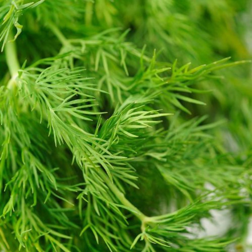 Dám kopr do sklenice a přidám 1 ingredienci. Zůstane čerstvý několik měsíců.
