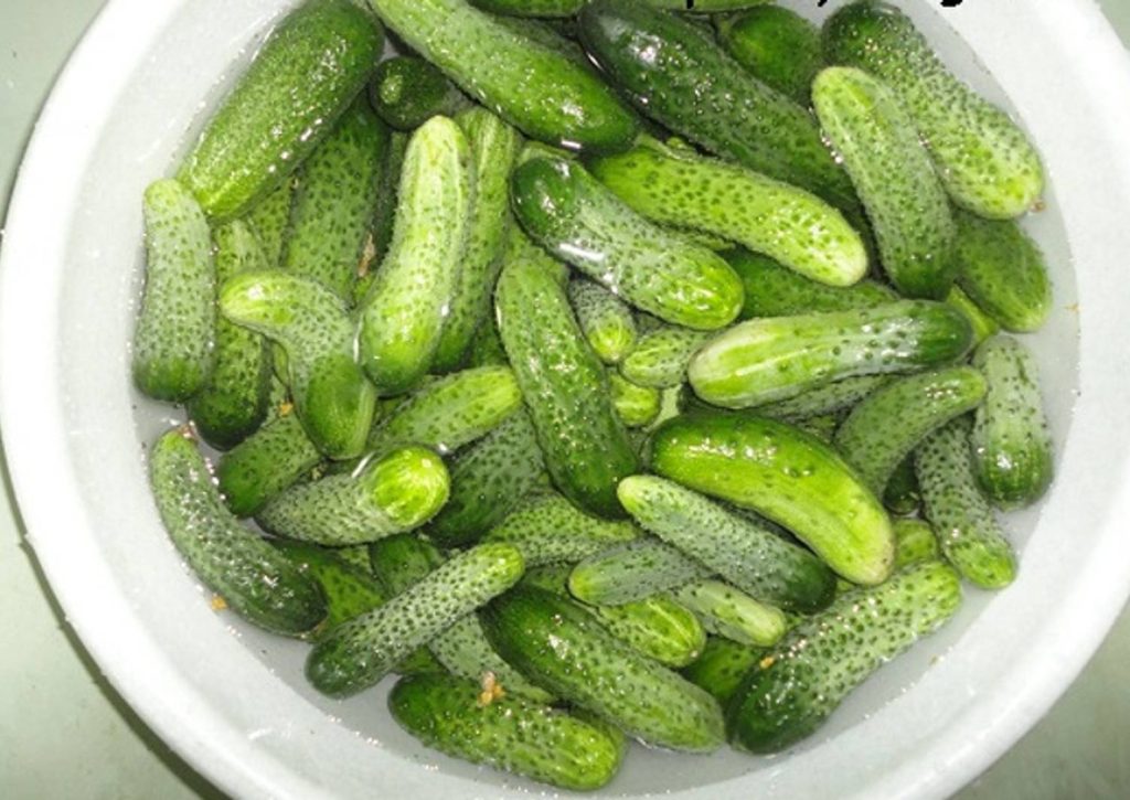 Recept na nakládané okurky. Přidáme místo křenu. Budou pevné a křupavé, jako z babiččiny spíže.