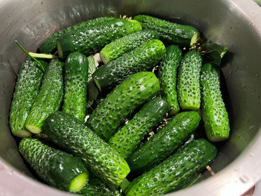 Tajemství chuti nakládaných okurek – poměr soli a přísad